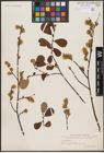 Foto von Salix aurita L.